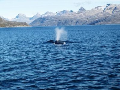 Vikval