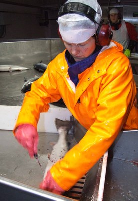 Fiskeindustri Marine Harvest Fiskeindustri Marine Harvest