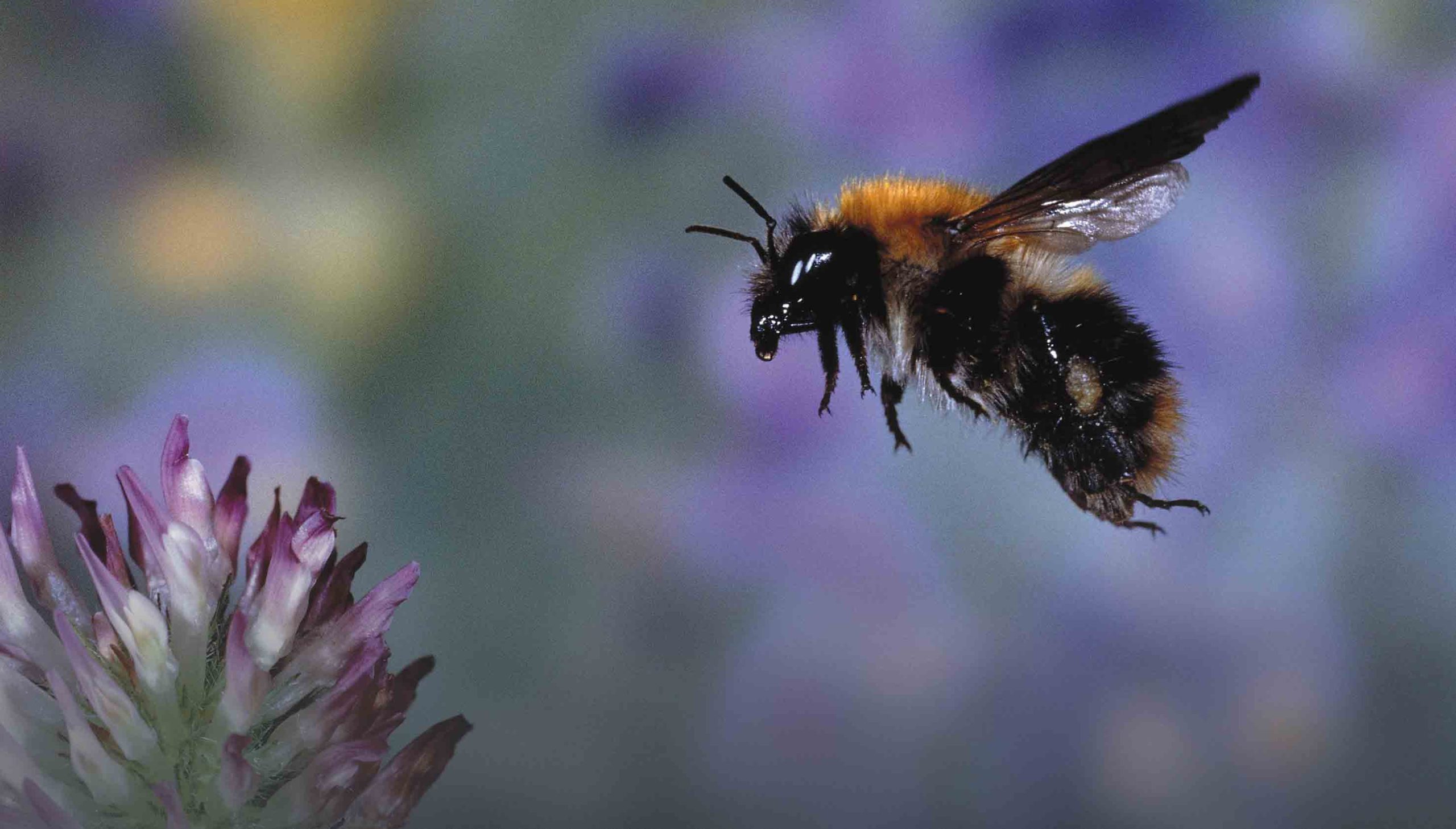 Tema: Globalisering – så in i Norden