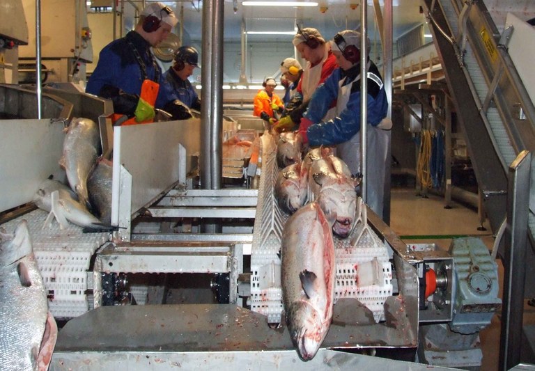 Fiskeindustri Marine Harvest 3 Fiskeindustri Marine Harvest 3