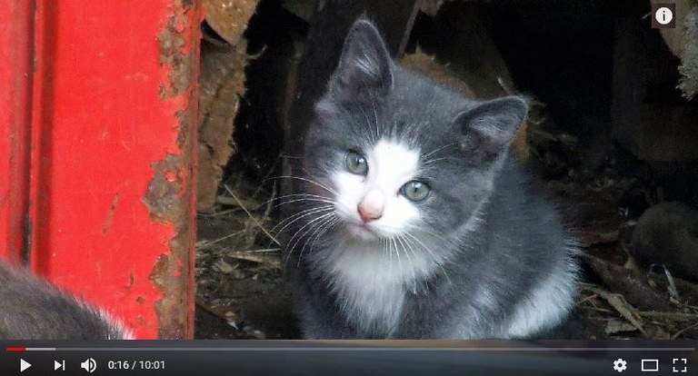 Kattvideo Montage: Björn Lindahl