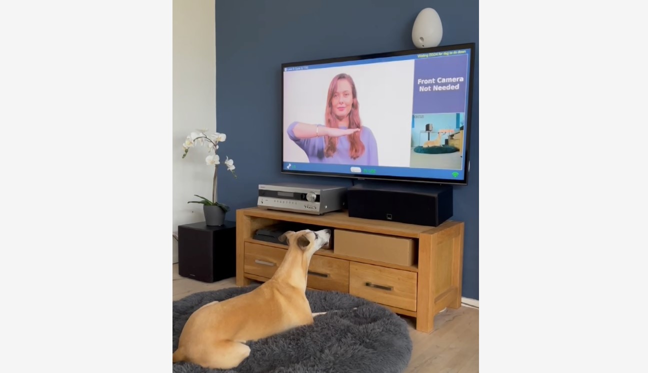 Hund som testar Go Dogo Foto: Go Dogo