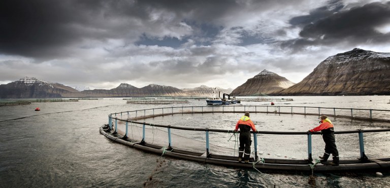 Backafrost menn ved nettposer Foto: Bakkafrost