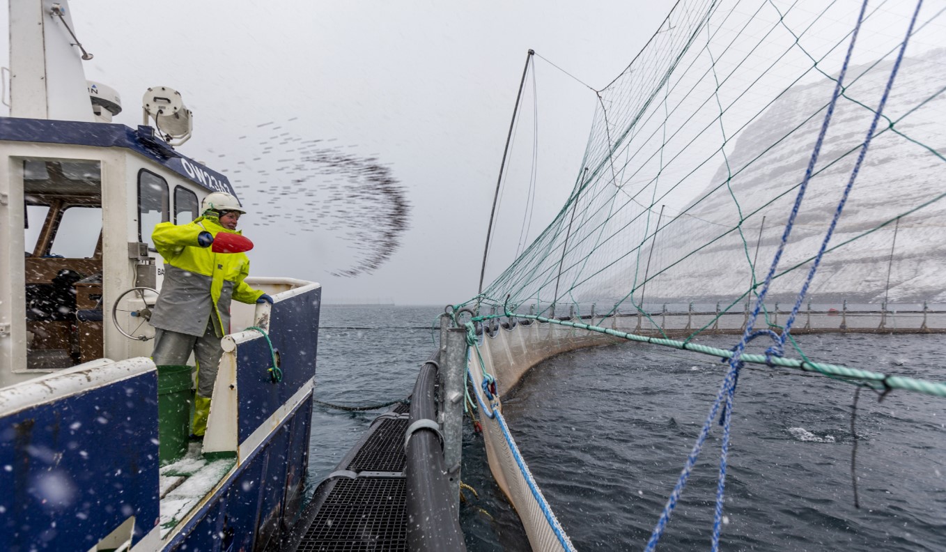 Bakkafrost foring av fisk Foto: Bakkafrost