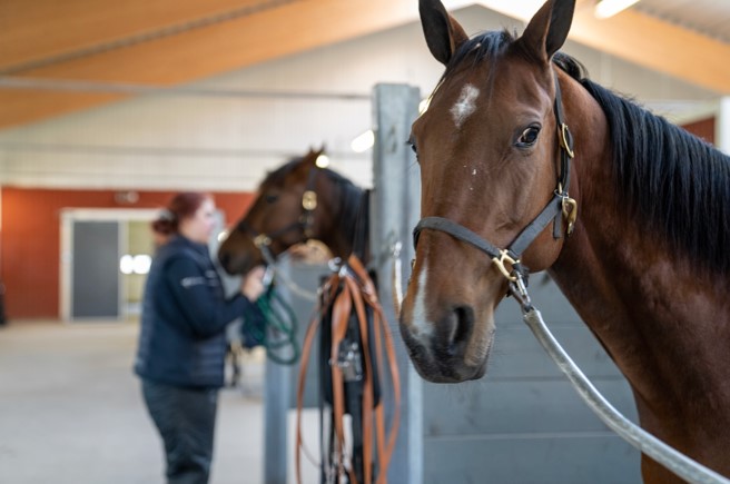 Häst, närbild Foto:
