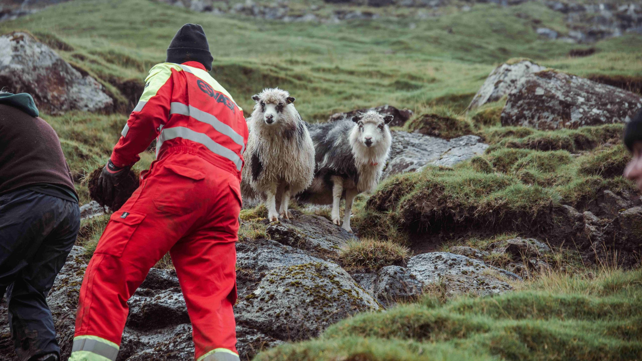 Dugnadsfolk møter sau, Færøyene, Foto: Visit Faroe Islands