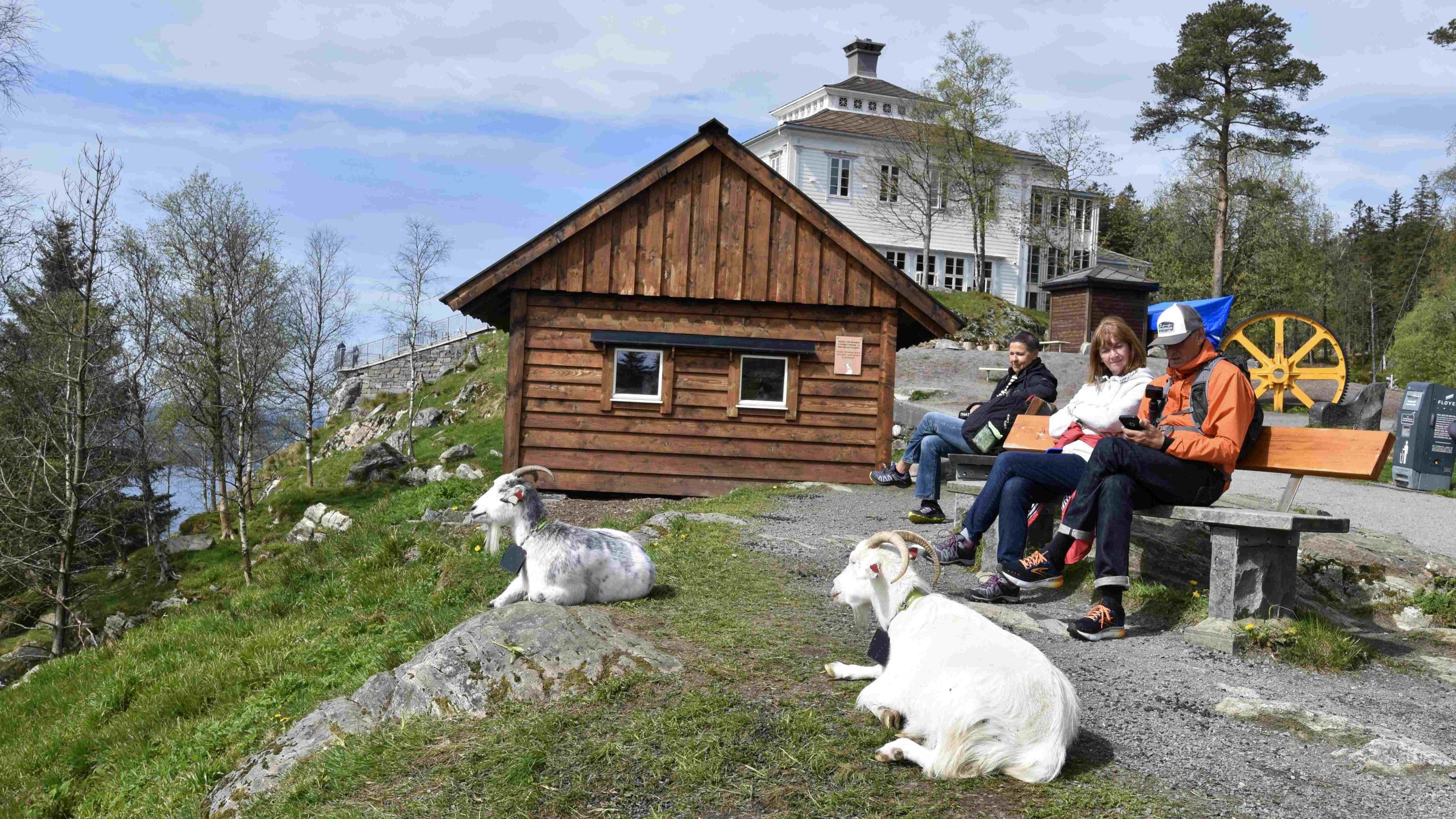 Fløyen_gjeiter, foto:  Line Scheistrøen